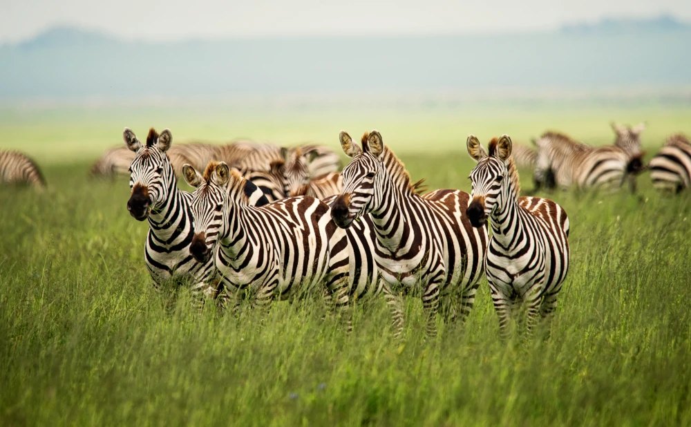 
4 Day Tarangire, Serengeti and Ngorongoro crater Safari