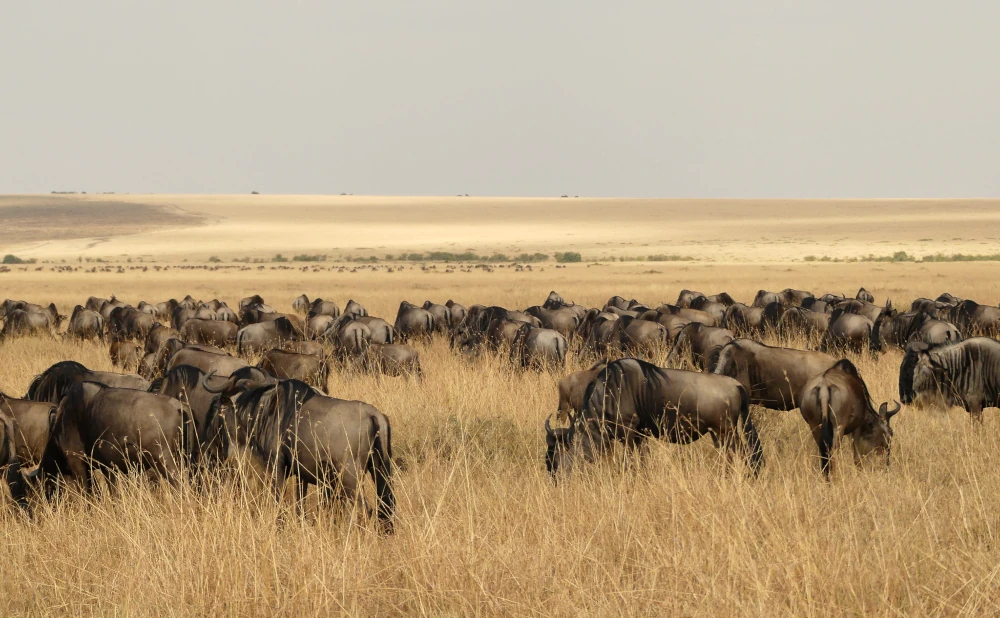 
6  Day Tanzania Great Wildebeest Migration