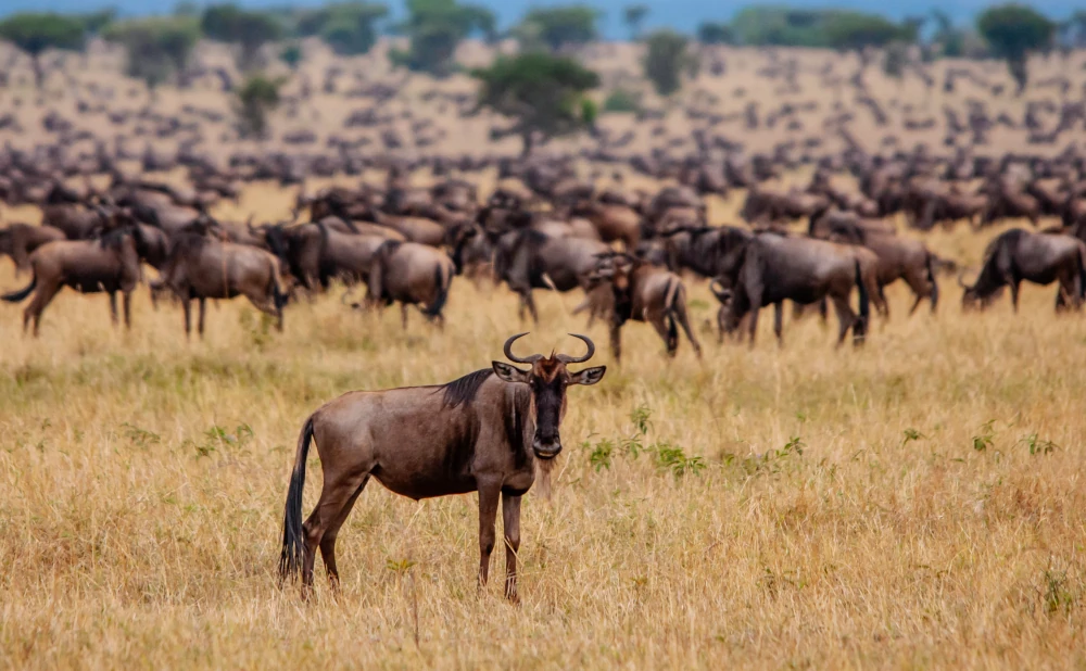 
7  Day Serengeti Great Wildebeest Migration