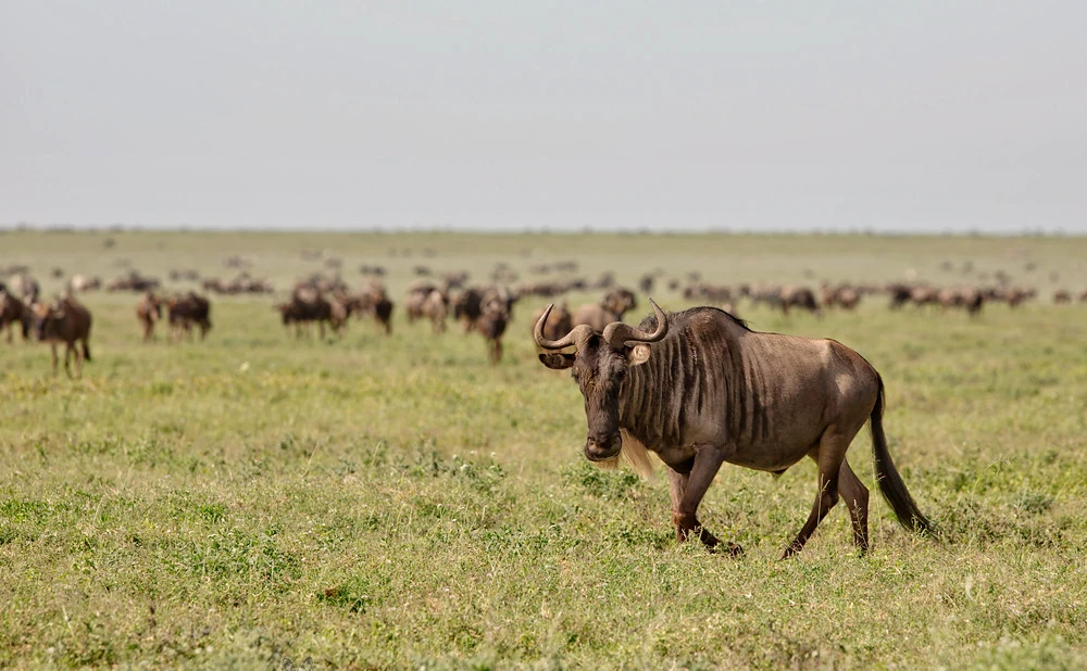 
7 Day  Ndutu Migration and Iconic Wildlife Safari