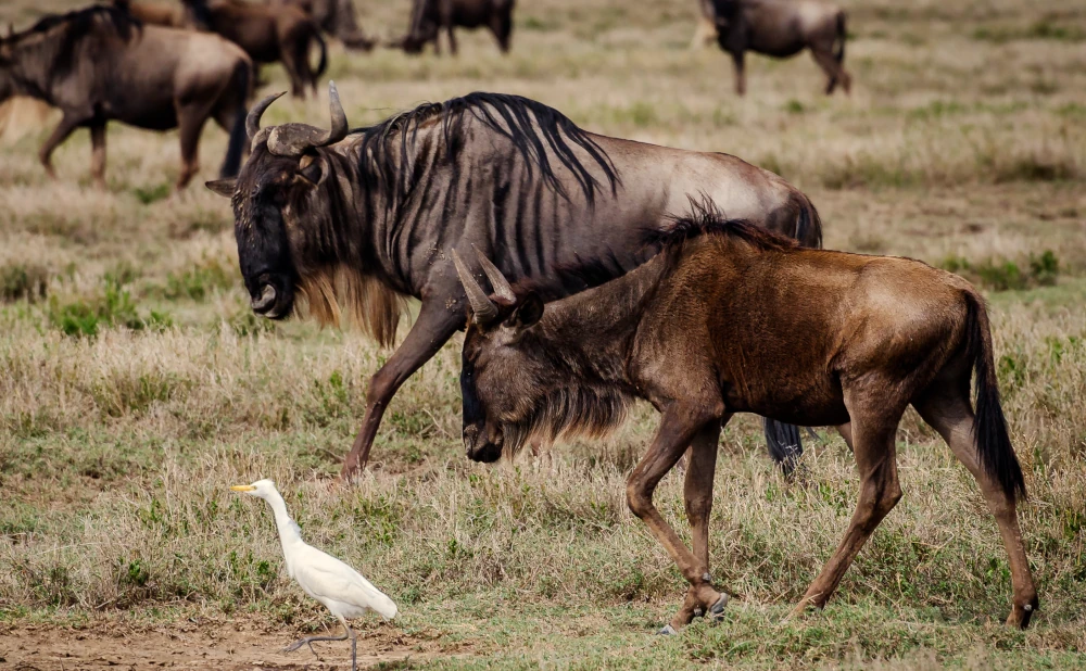 
5  Day  Ndutu Migration Safari- Calving Season