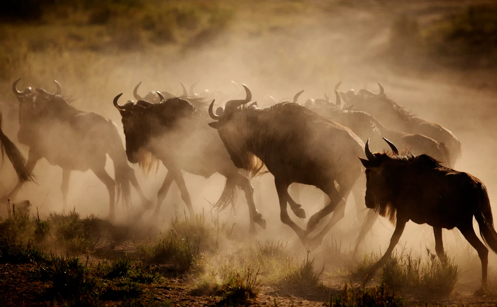 
4 Day Ndutu Migration Safari: Calving Season Experience