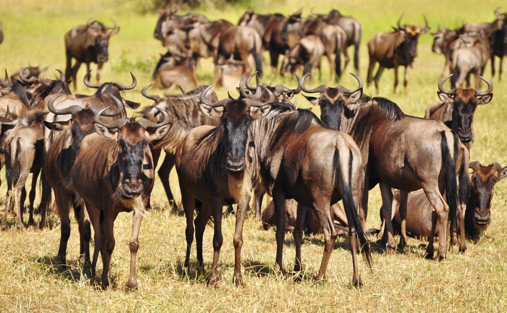 
4 Day Serengeti Great Wildebeest Migration Safari