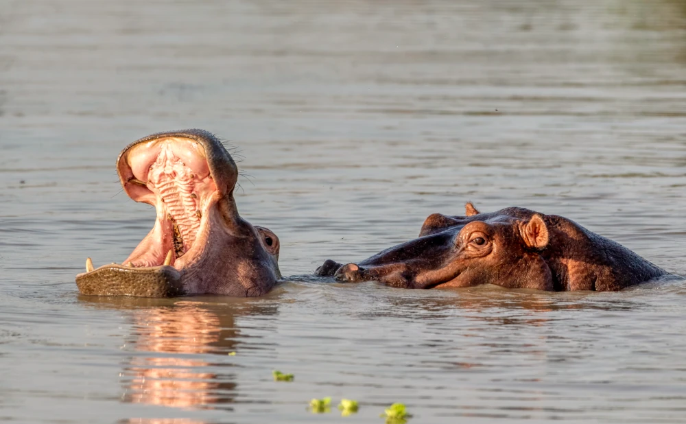 
Mikumi National Park