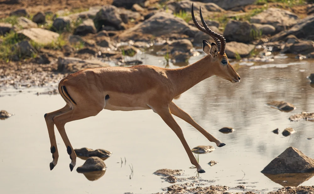 
4  Day Ruaha National Park Safari Experience