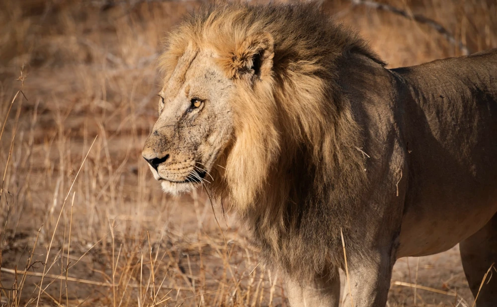 
Ruaha National Park