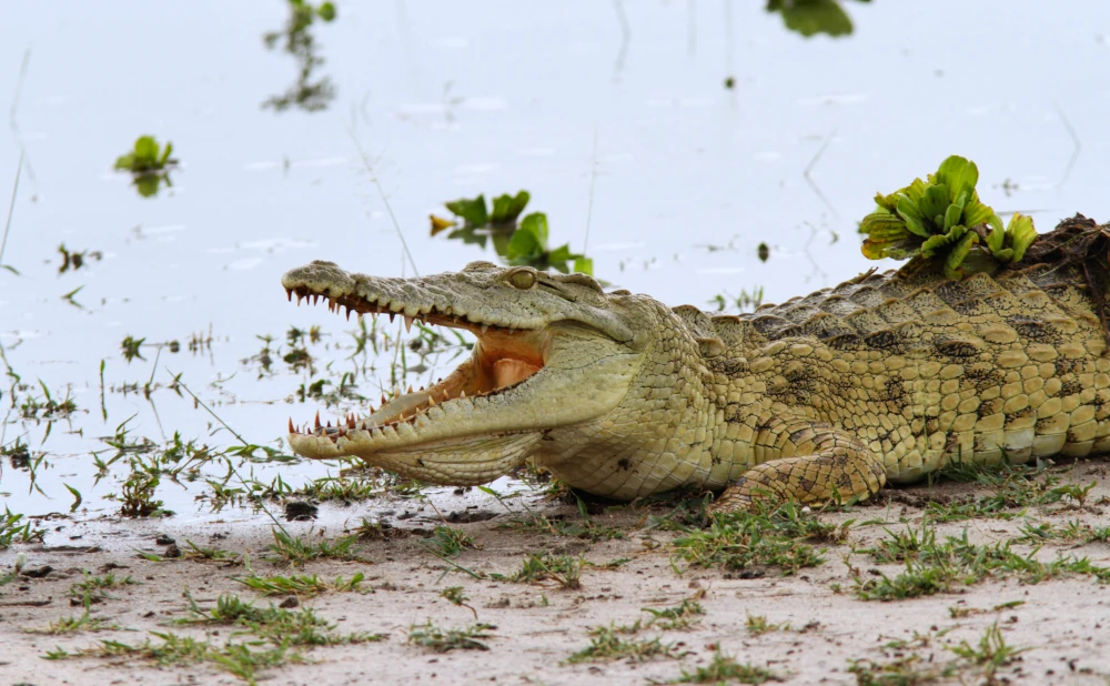 
2   Days Nyerere National Park Safari