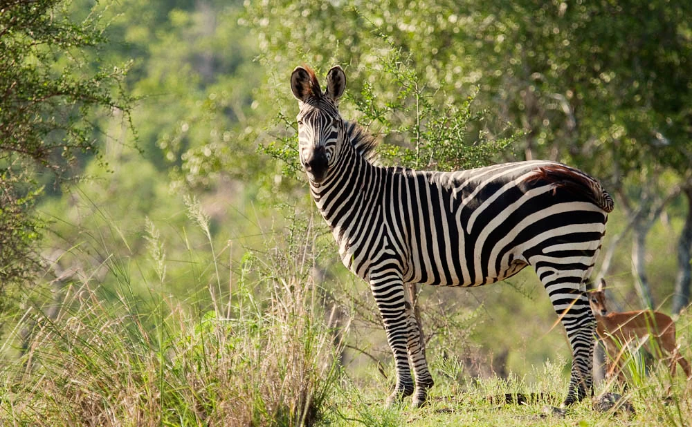 
Nyerere National Park