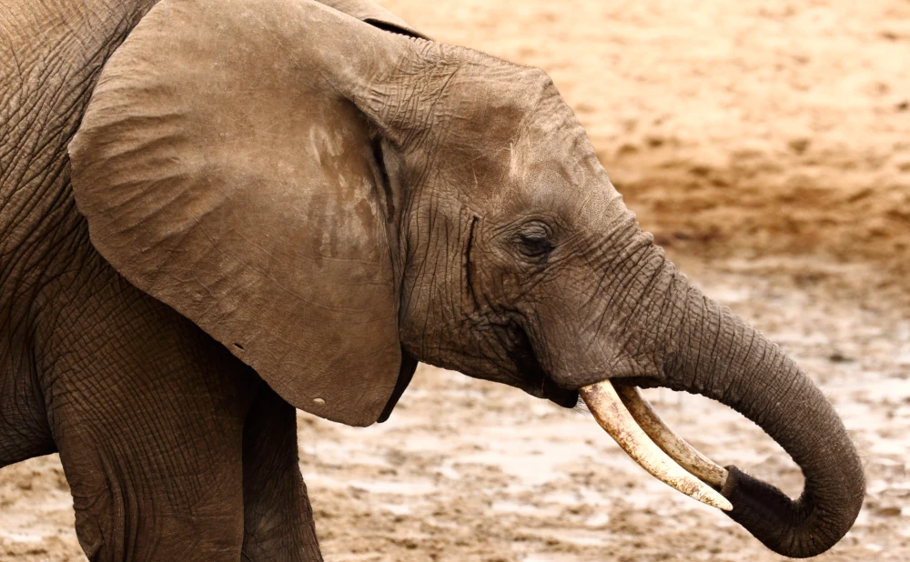 
Tarangire National Park