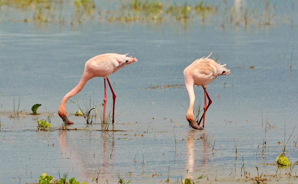 
Lake Manyara National Park